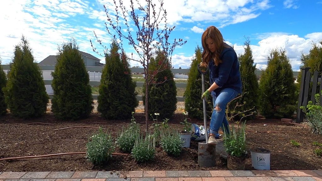 Garden Answer: Three New Plants for the Moon Garden! 🌝🌿💚// Garden Answer Three New Plants for the Moon Garden! 🌝🌿💚// Garden Answer