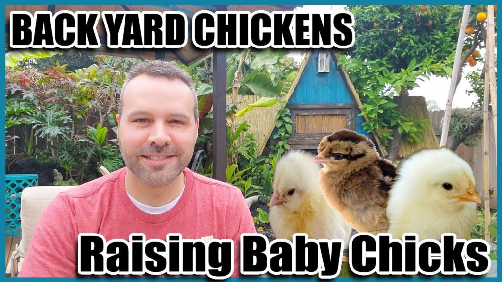 California Garden TV: Backyard Chickens 101 – Raising Chickens From Chicks and Chicken Breeds Backyard Chickens 101 - Raising Chickens From Chicks and Chicken Breeds