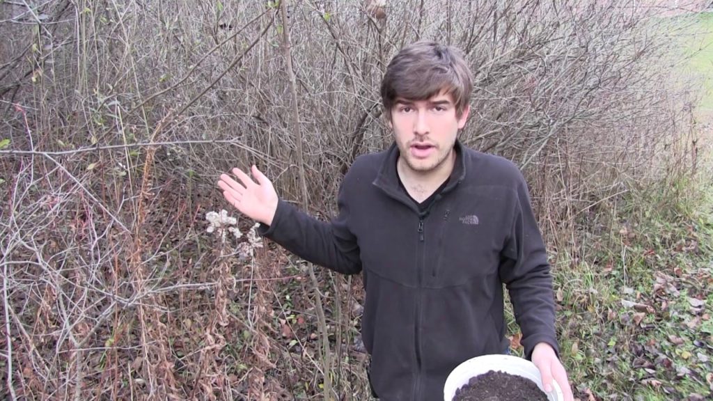 MIgardener: How to Root Cuttings Like Blueberry, Apple, Fig, and Honeysuckle How to Root Cuttings Like Blueberry, Apple, Fig, and Honeysuckle