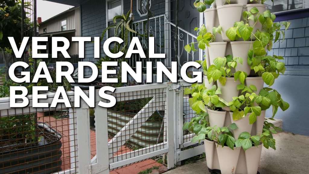 Epic Gardening: How to Grow Bush Beans: 30+ Plants in One Vertical Tower! How to Grow Bush Beans: 30+ Plants in One Vertical Tower!