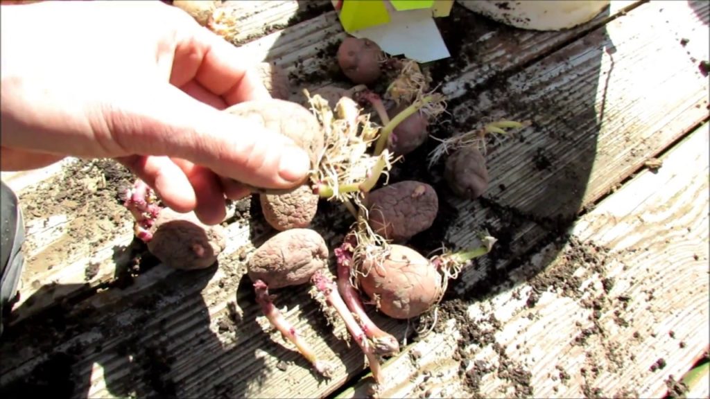 Gary Pilarchik: A Quick & Easy Planting of Seed Potatoes in 5 Gallon Containers: A Bucket of Small & Baby Potatoes! A Quick & Easy Planting of Seed Potatoes in 5 Gallon Containers: A Bucket of Small & Baby Potatoes!