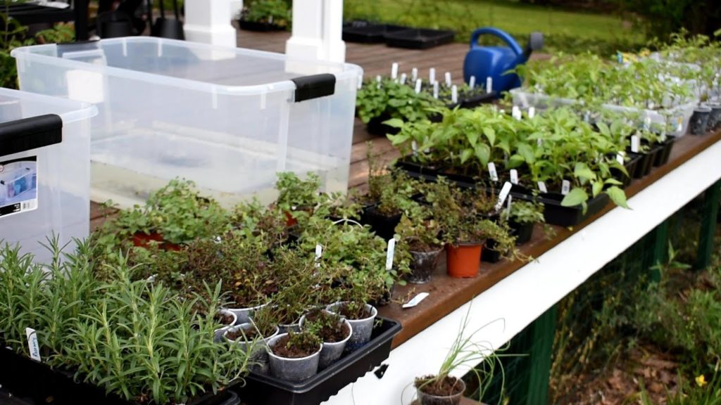 Gary Pilarchik: Make $1000 by Having A Garden Plant Yard Sale E-3: Potting Up, Seed Starting & Almost Ready to Sell! Make $1000 by Having A Garden Plant Yard Sale E-3: Potting Up, Seed Starting & Almost Ready to Sell!