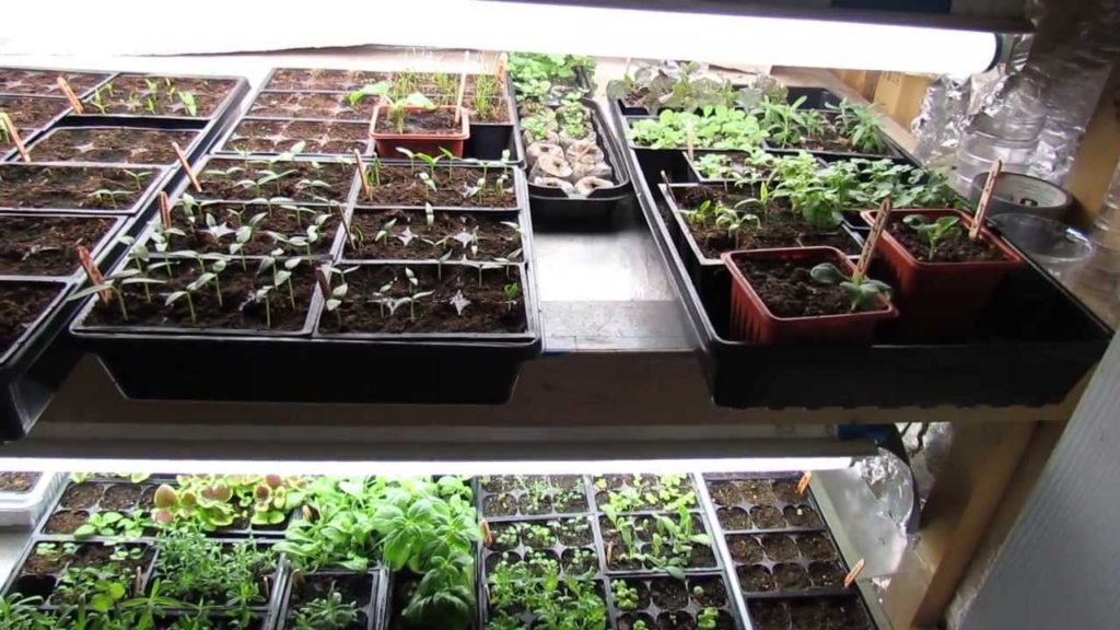 February 2014 Tour of The Rusted Garden: Thank Goodness for Grow Closets! - The Rusted Garden 2014