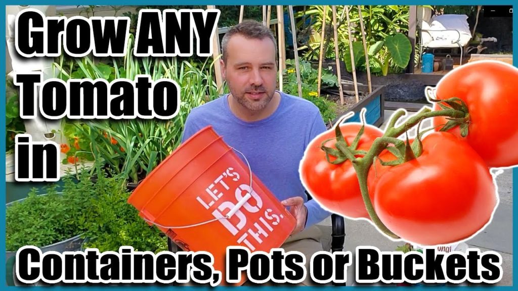 California Garden TV: How to Grow Tomatoes in Containers, Pots or Buckets. Container Gardening. How to Grow Tomatoes in Containers, Pots or Buckets. Container Gardening.