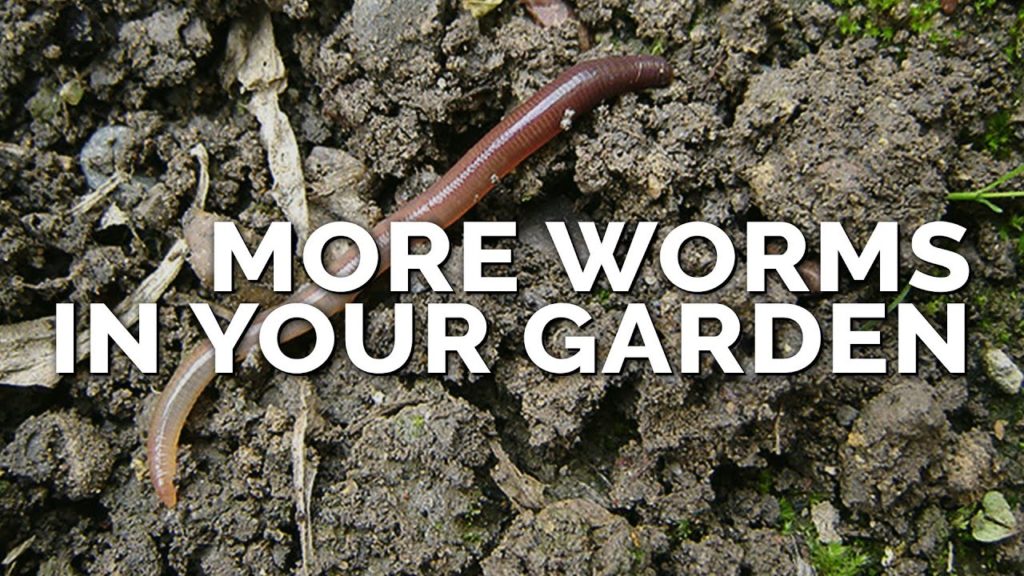 Epic Gardening: How to Attract More Earthworms To Your Garden (& Why They Matter) How to Attract More Earthworms To Your Garden (& Why They Matter)