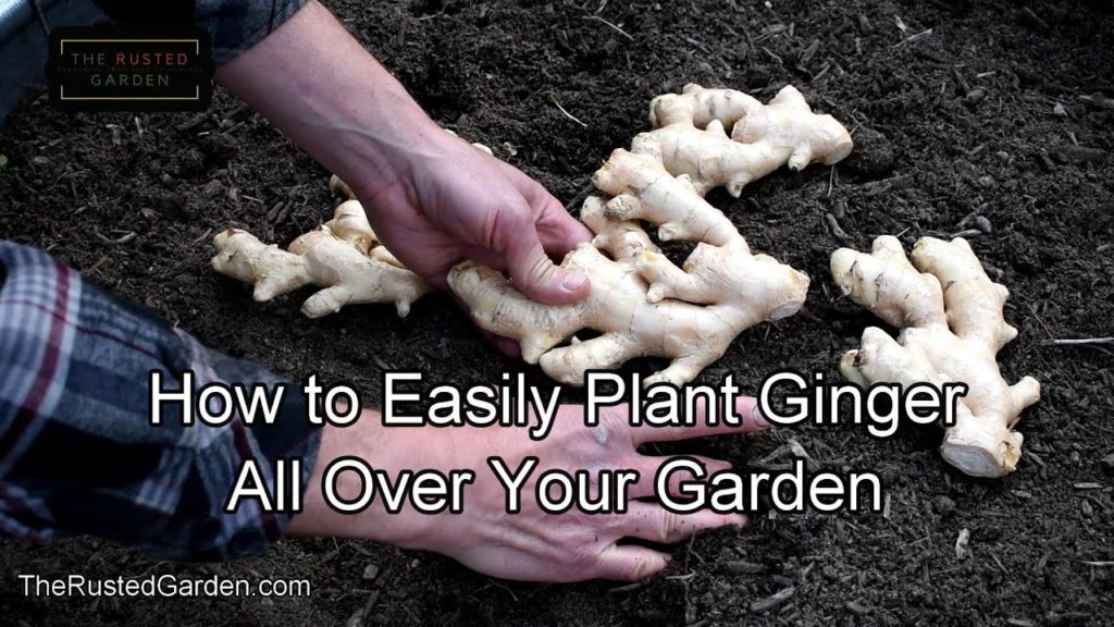 How to Easily Plant Ginger All Over Your Garden: Sun, Moisture, Depth, Fertilizing, Spacing & More!