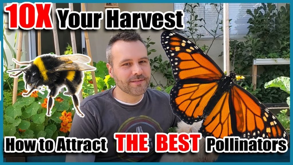 10X Your Vegetable Harvest - Attract the Best Pollinators to Your Garden.
