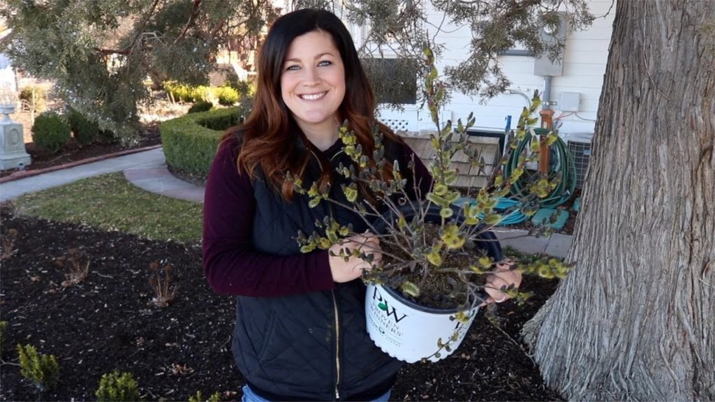 Planting Black Cat Pussywillow! 😍🌿 // Garden Answer
