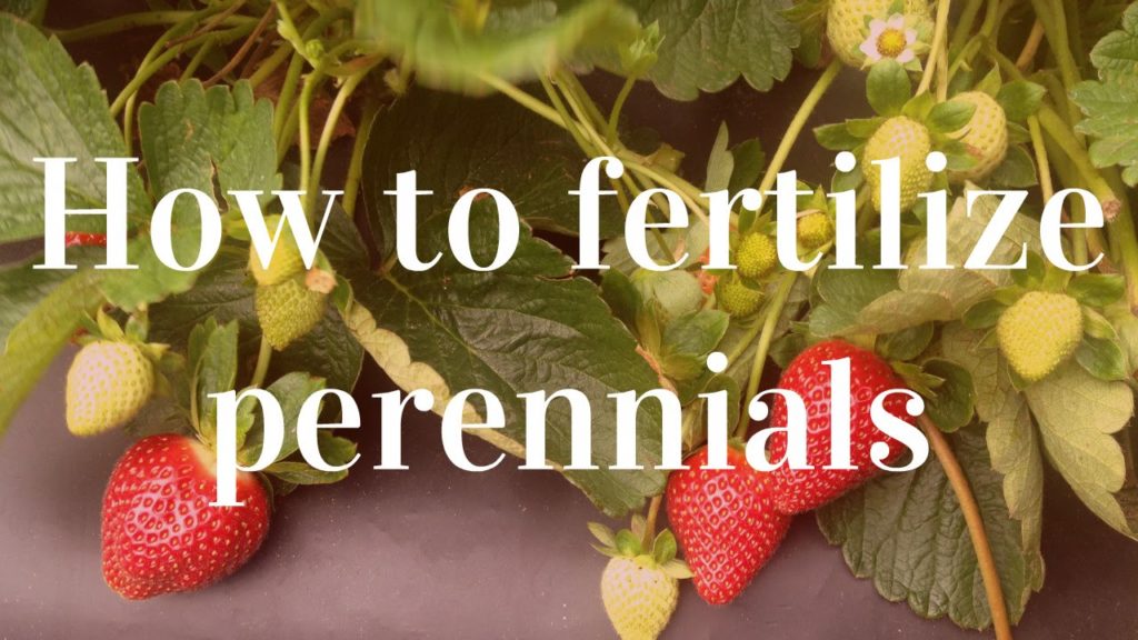 The Importance of Fertilizing Perennials & How to Do It