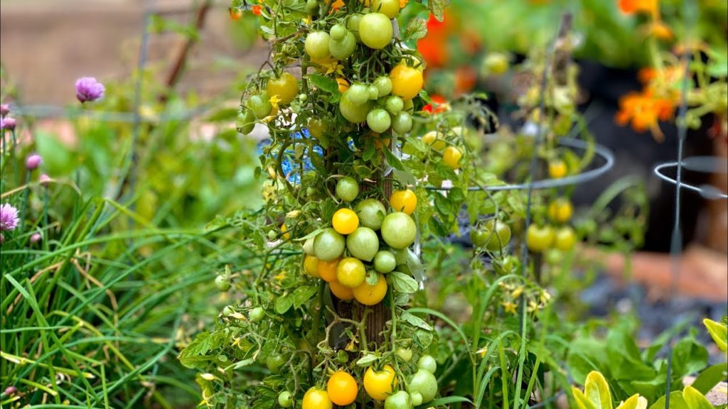 🍅 LIVE: 5 Tips to Grow LOTS of Tomatoes, Tomato Basics & LIVE Q & A