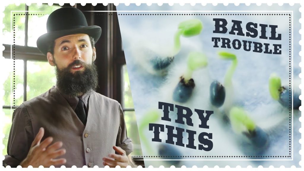Best Way to Grow Basil from Seed - No More Basil Trouble