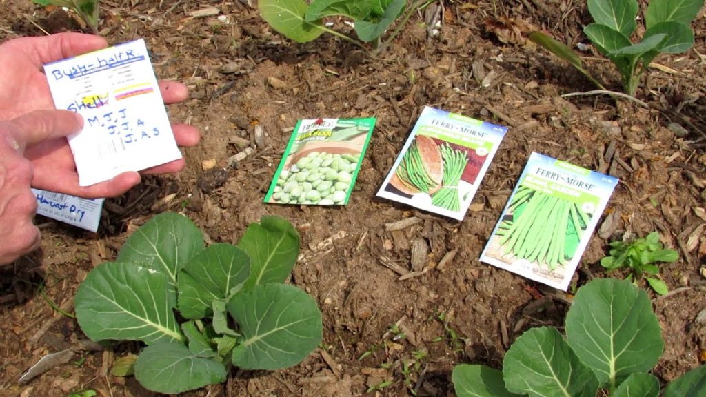 Kale (Vitamins) & Beans (Protein) are My 2 Must Have Garden Plants: Easy 2 Grow, Planting & Reasons