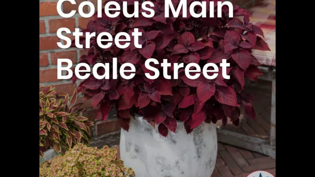 Coleus Main Street Beale Street