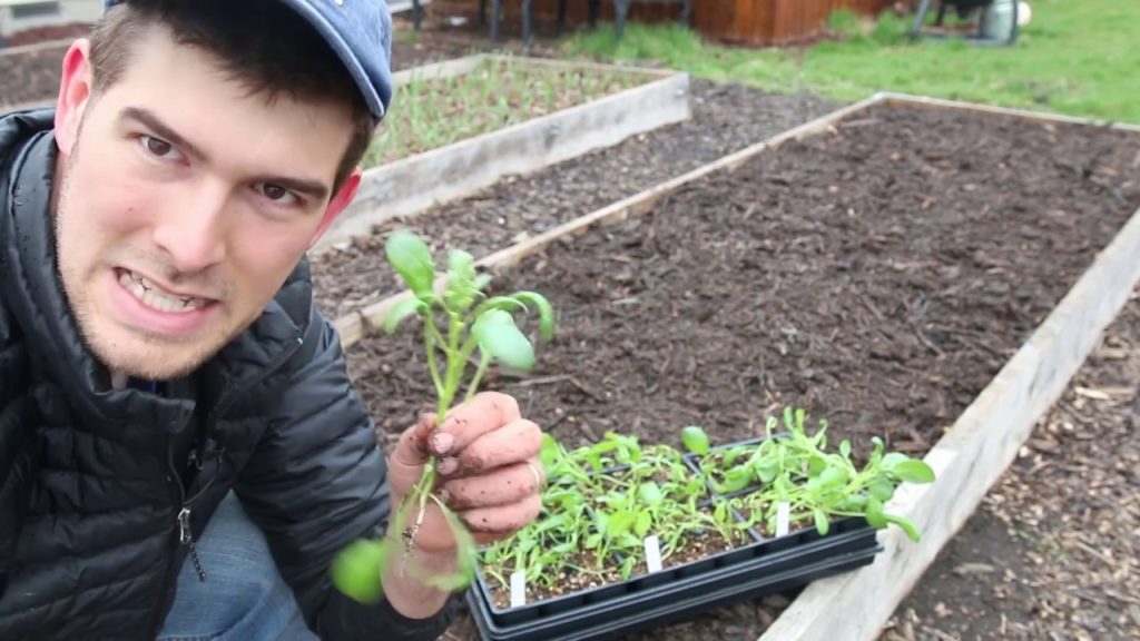 The Easiest (Laziest) Way to Harden Off Cool Weather Seedlings