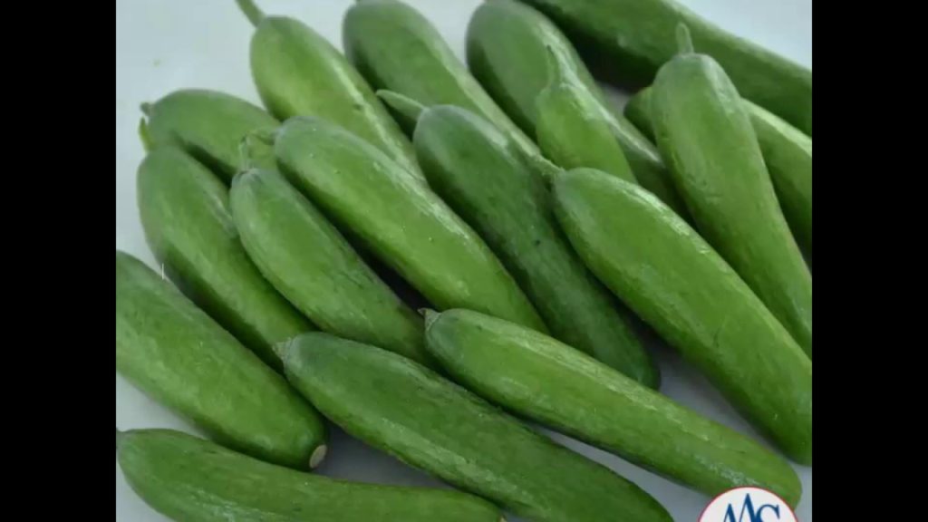 All-America Selections Flowers & Vegetables: Cucumber Green Light Cucumber Green Light