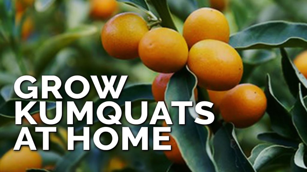 Epic Gardening: How to Grow Kumquat Trees in Containers Pt. 1 How to Grow Kumquat Trees in Containers Pt. 1