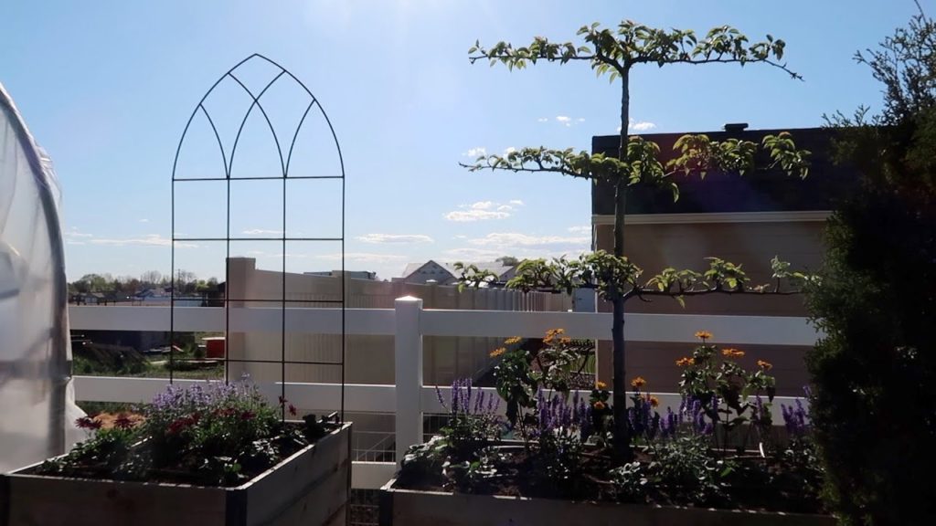 Planting A Pear Espalier & Hops (+ A Few Other Gorgeous Things)! 🍐🥰 // Garden Answer