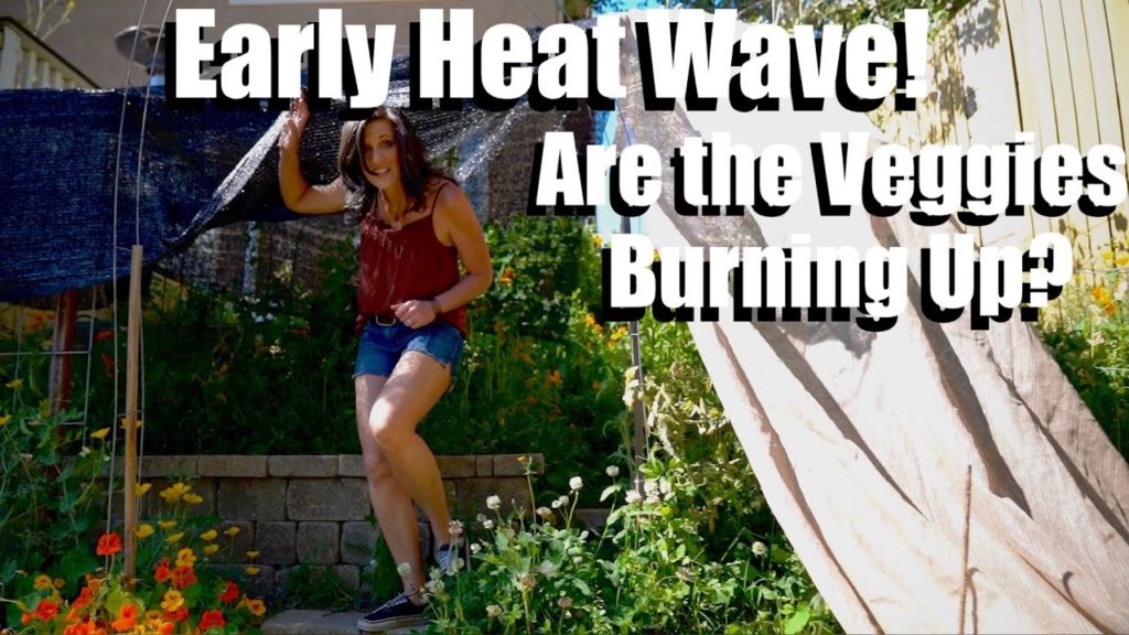 CaliKim: Early Heat Wave! 🌞 Are the Vegetables Burning Up? 🔥 Early Heat Wave! 🌞 Are the Vegetables Burning Up? 🔥