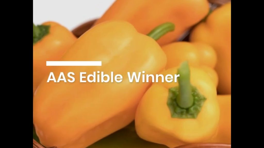 All-America Selections Flowers & Vegetables: Pepper Just Sweet F1 – AAS Winner Pepper Just Sweet F1 - AAS Winner