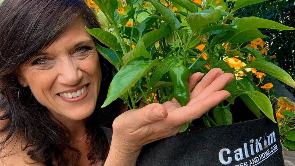 🌶LIVE: 5 Easy Tips to Grow LOTS of Peppers (REPLAY)