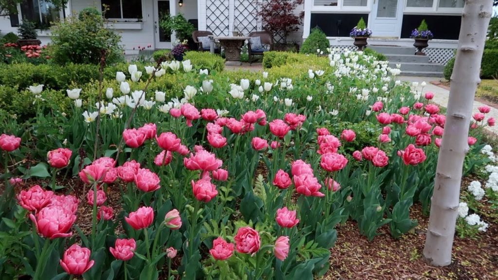 Garden Answer: Tulip Update + Weekly Recap 🌿// Garden Answer Tulip Update + Weekly Recap 🌿// Garden Answer
