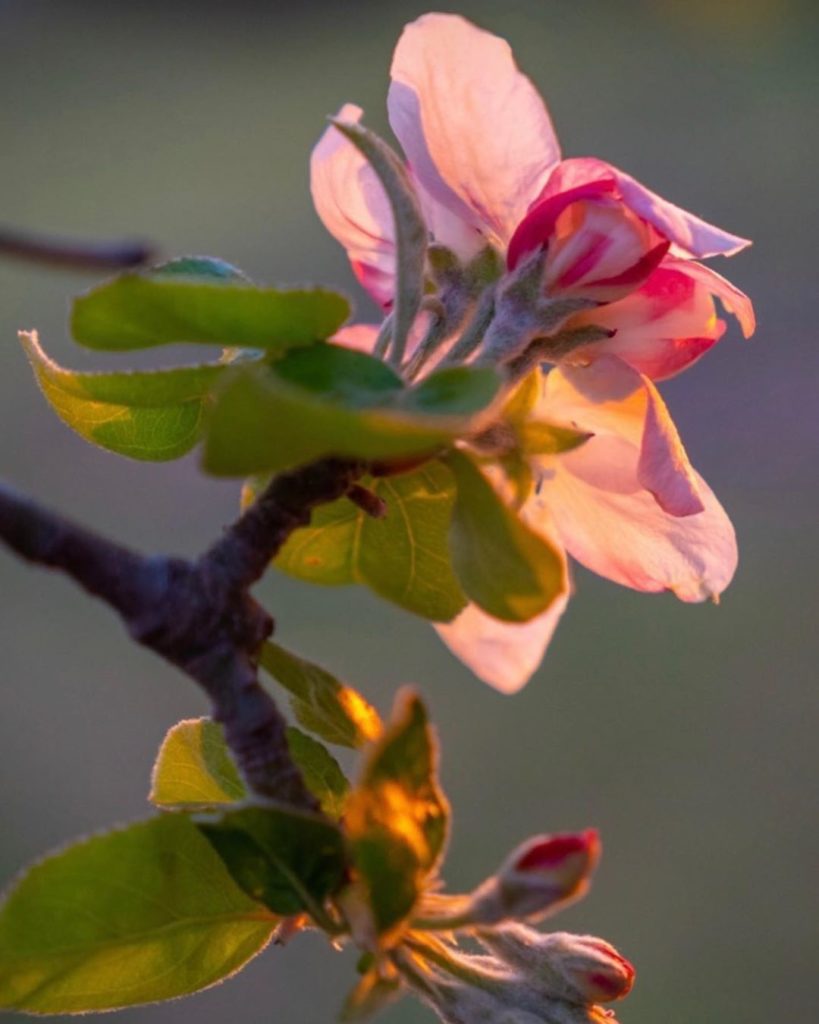 Look at this beauty!
.
Our web designer @im_dunn is such a talented photographer...