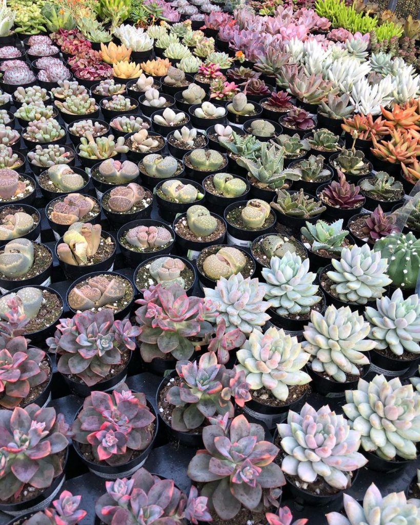 fairyblooms: PLEASE stay home! Social Distancing is Key  We are currently adding NEW STOCKS D… PLEASE stay home! Social Distancing is Key  We are currently adding NEW STOCKS D...