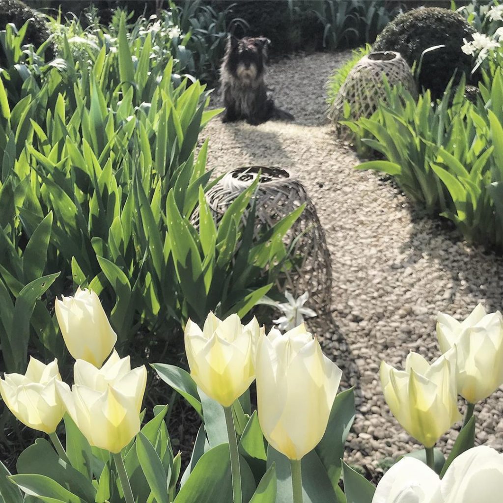 sheilajacklandscapes: Good morning! #staysafe wherever you call home #tulippurissima #tuliptime #inmyg… Good morning! #staysafe wherever you call home #tulippurissima #tuliptime #inmyg...