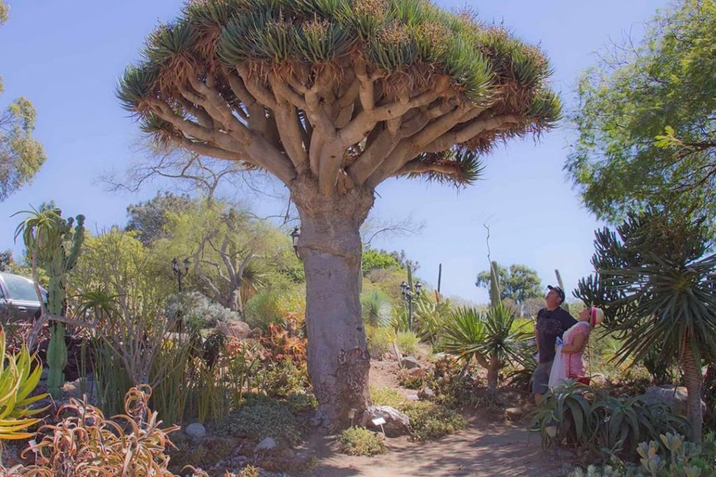 Nature is so cool! This dragon tree is at the @sandiegobotanicgarden, have you b...