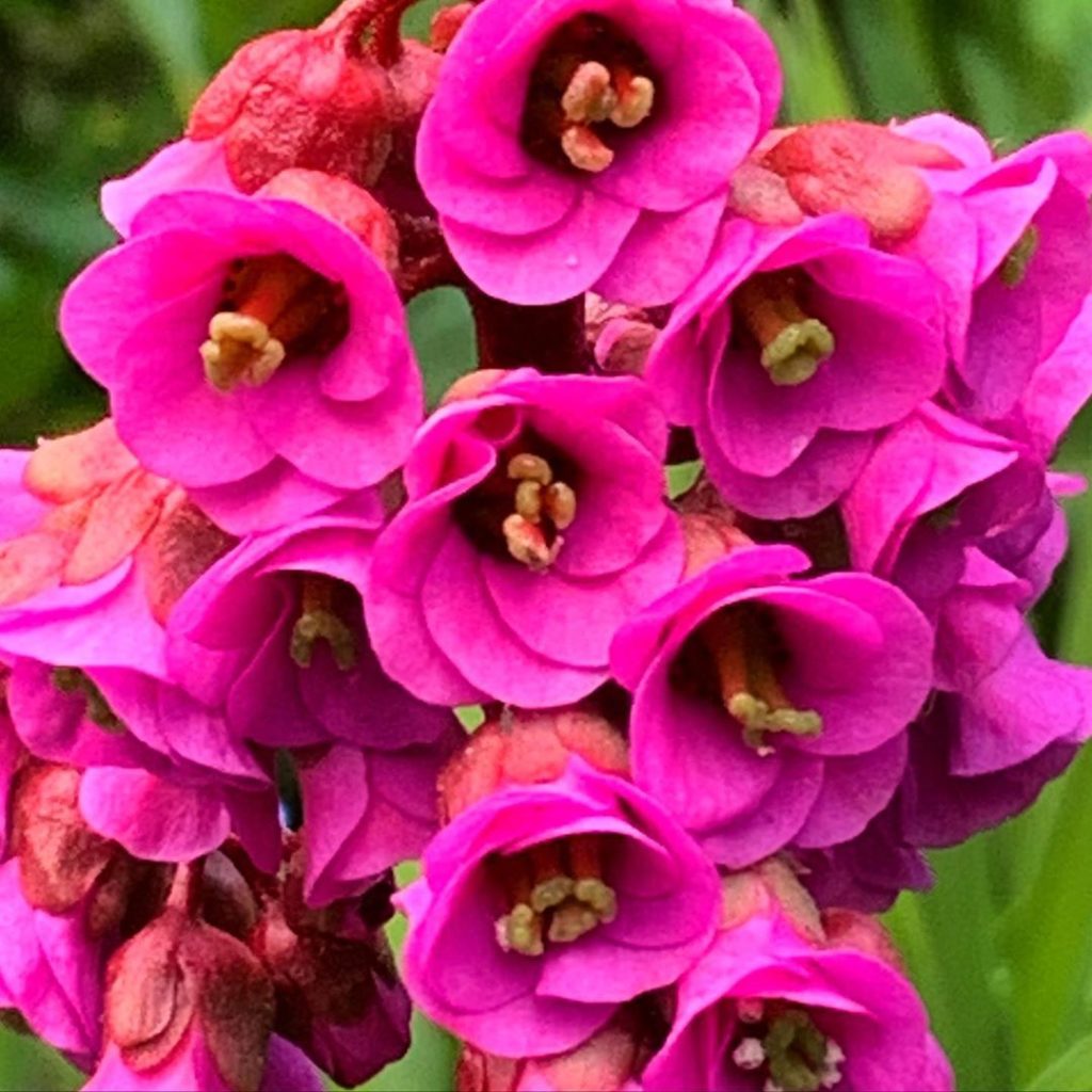 Seriously pink. Pink on a scale of the pinkest of pinks. Weirdly I’m not a fan o...