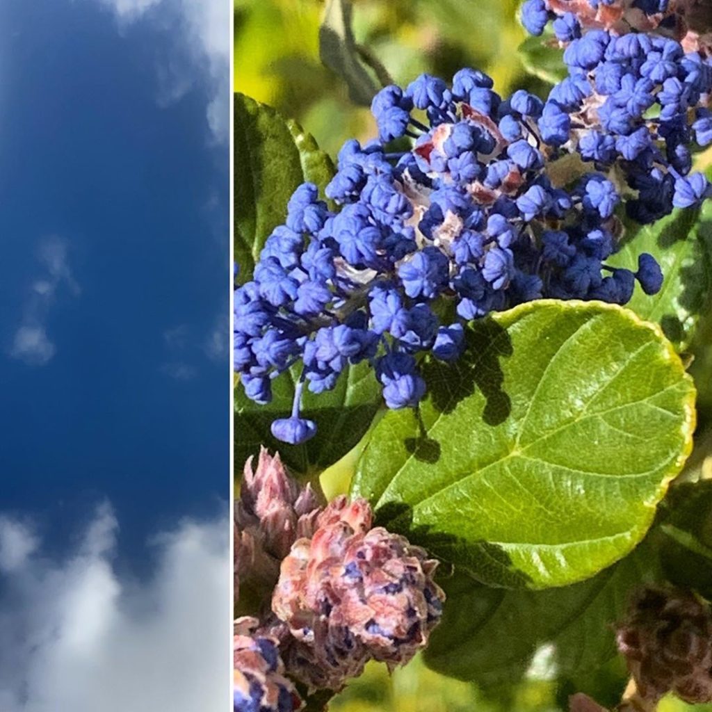 When the sky and Ceanothus almost look the same colour in the sunshine. At least...
