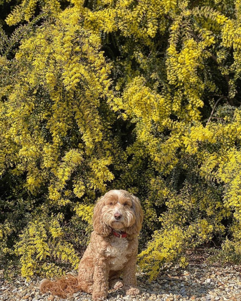 marielouiseagius: #plant of the day – Acacia pravissima: the wedged leaf wattle : an #Australian n… #plant of the day - Acacia pravissima: the wedged leaf wattle : an #Australian n...