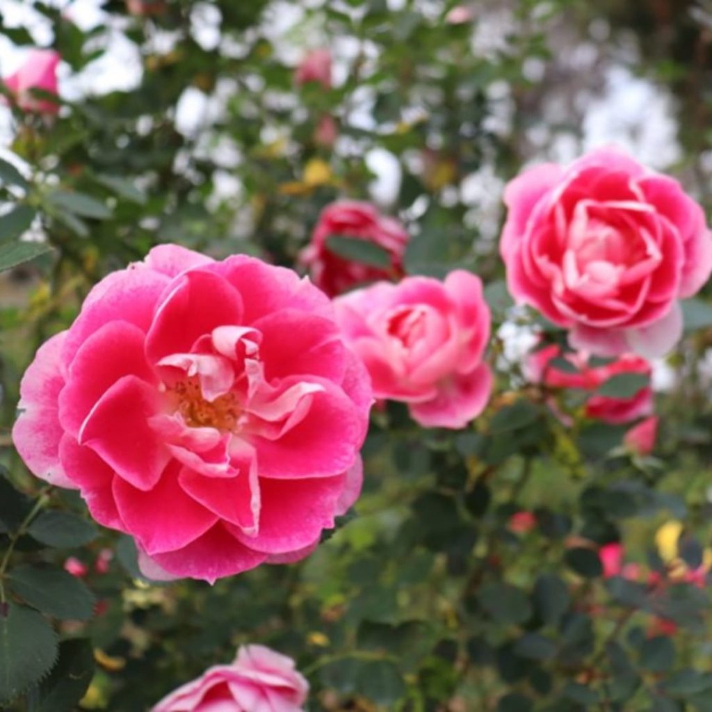 gardendesignmag: Beautiful ‘carefree wonder’ for you.
.
Planting Tips:
-Plant now in mild spring … Beautiful 'carefree wonder' for you.
.
Planting Tips:
-Plant now in mild spring ...