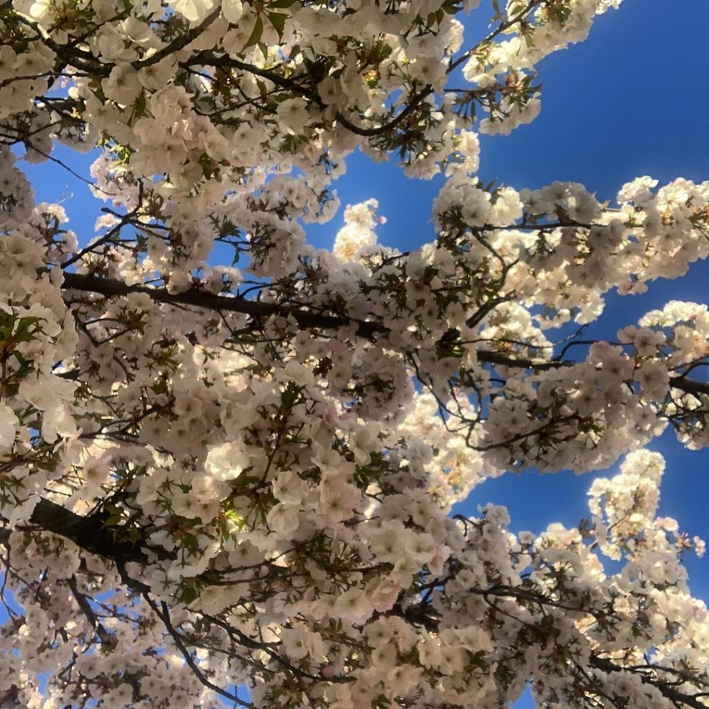 Looking up you can barely see the sky for the blossom! #prunus #spring #blossom ...