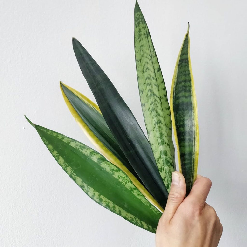 Happy #SansevieriaSunday - a selection of Sansevieria trifasciata (technically D...