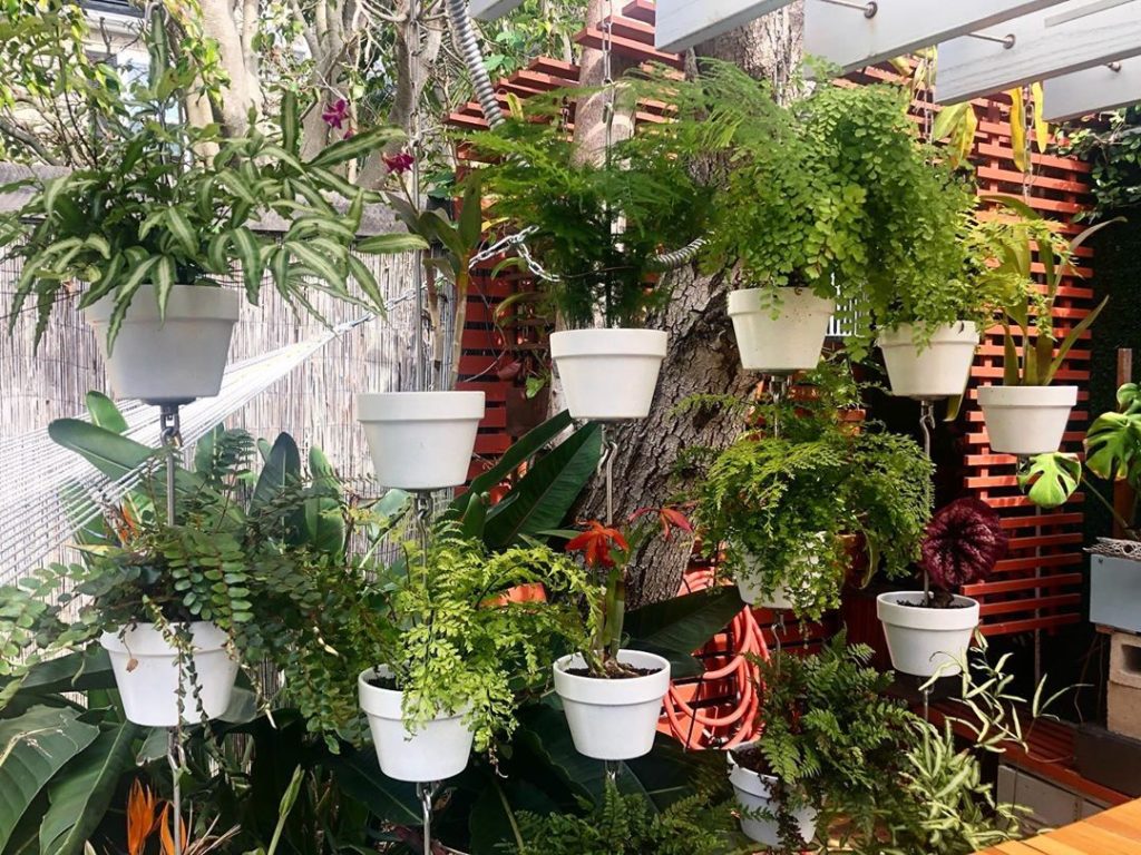 Fern / orchid SkyPots garden going  @skypots_usa  #skypots...