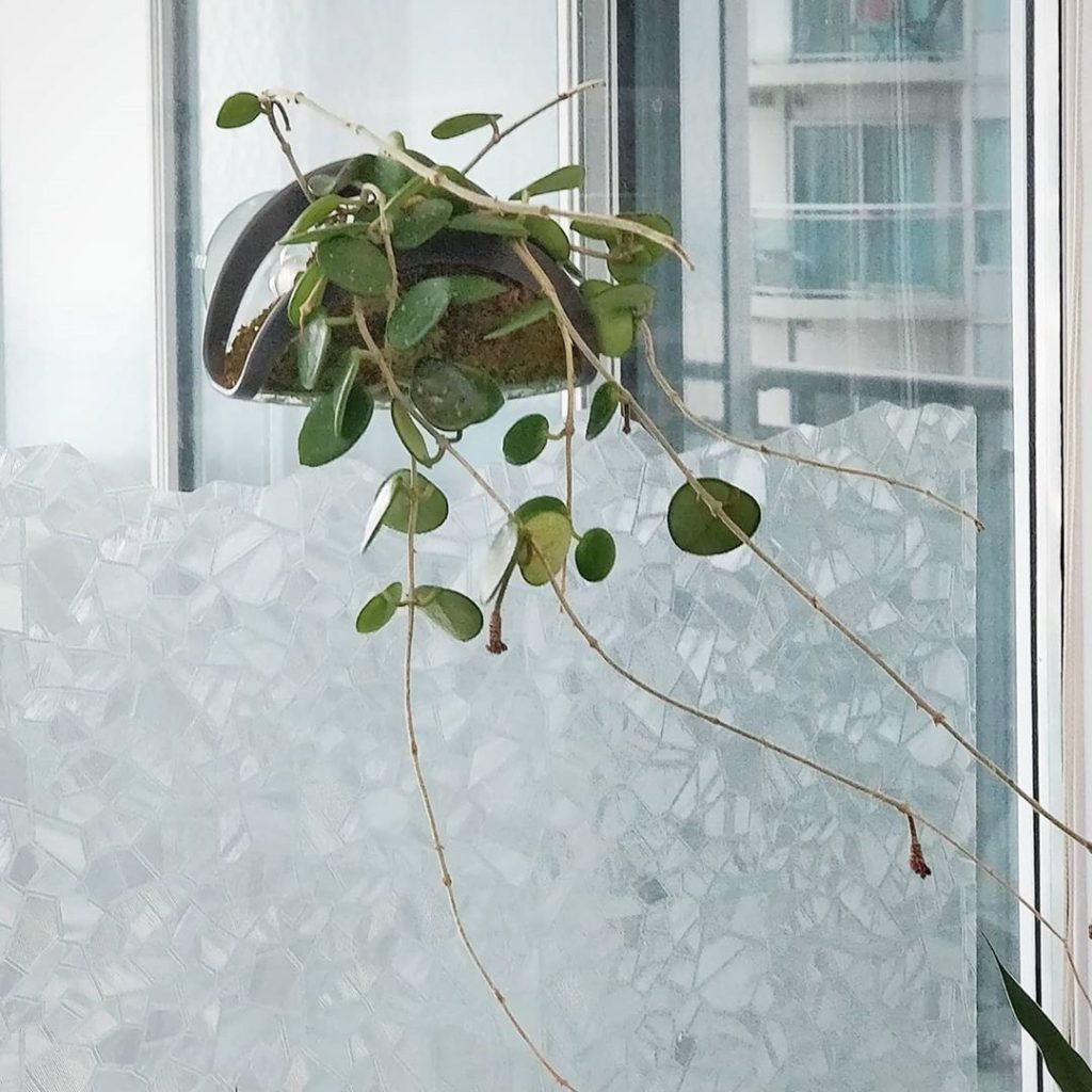 houseplantjournal: #hoyataco is finally showing some flower peduncle progress: 2️⃣ ca… #hoyataco is finally showing some flower peduncle progress: 2️⃣ ca...