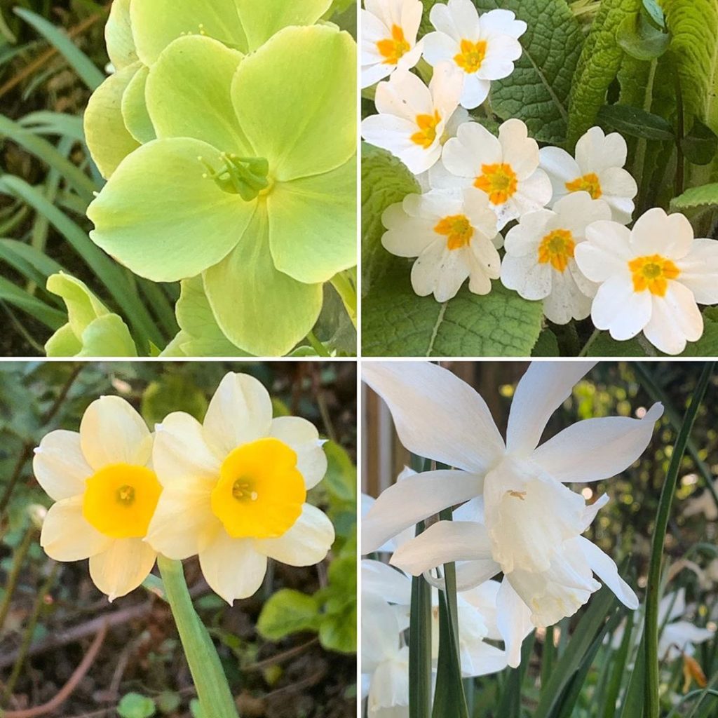 Just a bit of yellow & white. Simple pleasures spring #gardendesign #helleborus ...