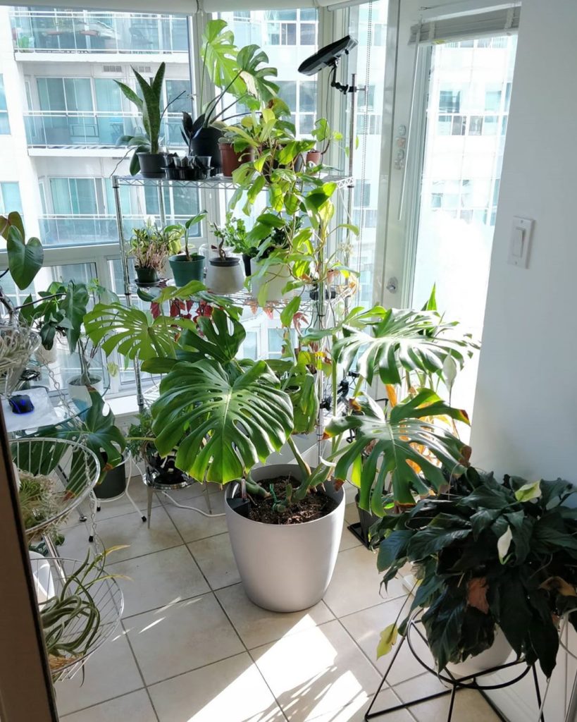 houseplantjournal: Huge thanks to my wife for helping me repot the Monstera. It’s going to be crowd… Huge thanks to my wife for helping me repot the Monstera. It's going to be crowd...