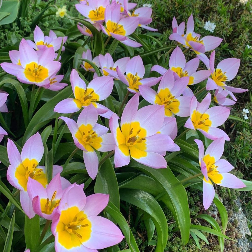 Now, if that just doesn’t make you smile joyously I don’t know what will! #tulip...