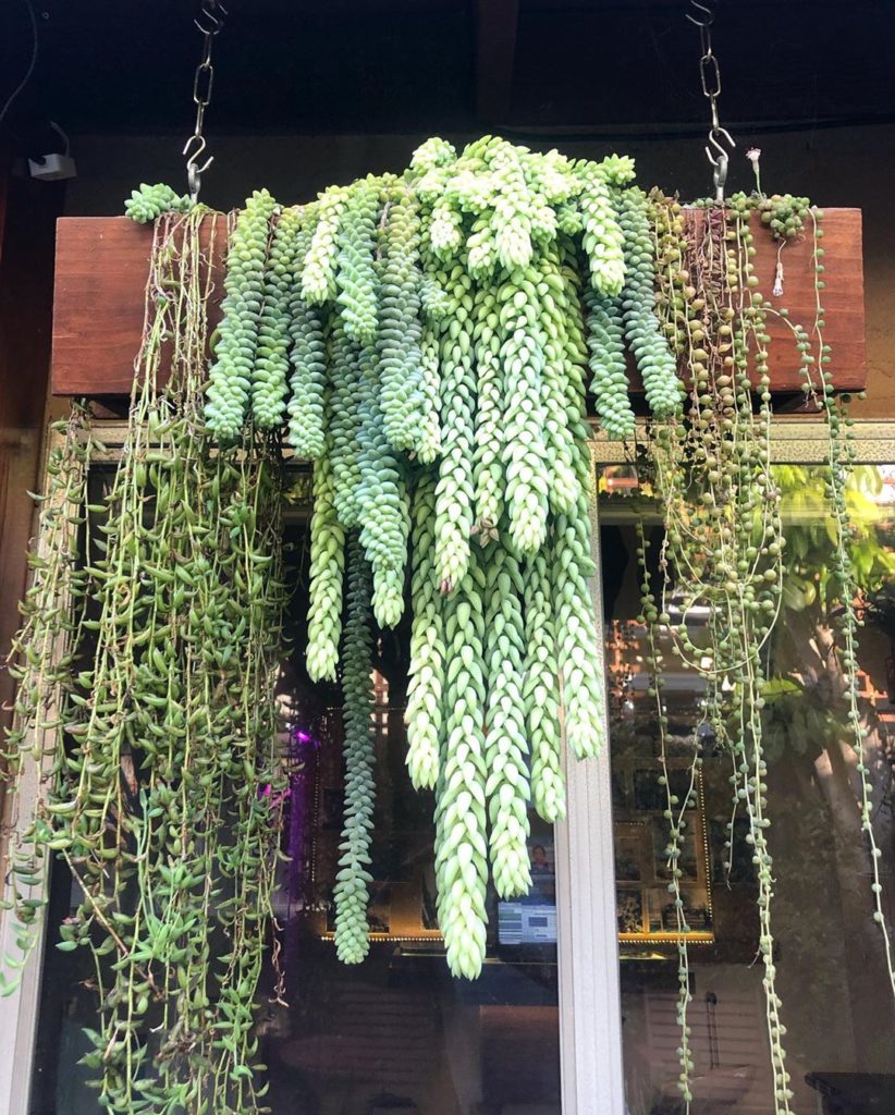 Introducing the ‘Shady Spillers’ box — A chapter from our book #HowtoWindowBox t...