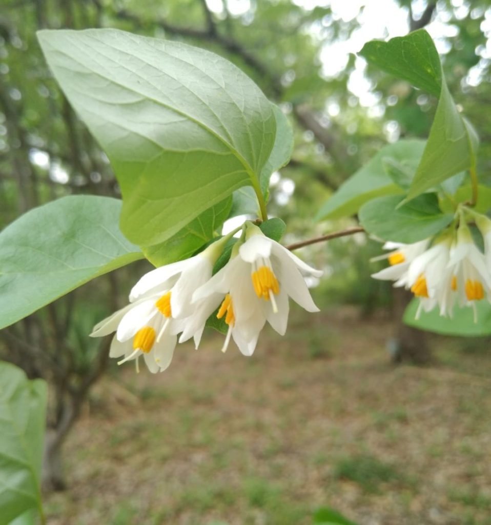 gardendesignmag: Lovely Texas Snowbells (which are actually endangered) blooming now in San Anton… Lovely Texas Snowbells (which are actually endangered) blooming now in San Anton...