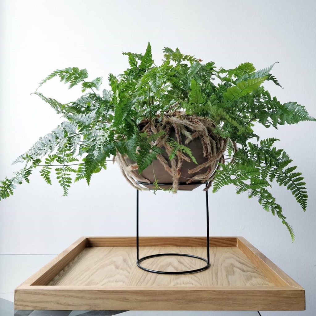 houseplantjournal: #fbf April 2020 May 2018: If you don’t read past this line, you’ll just think “… #fbf April 2020 May 2018: If you don't read past this line, you'll just think "...