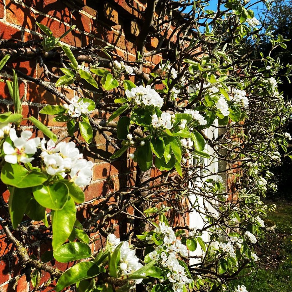 Pear blossom, blazing sunshine #mostwelcome #andappreciated #atthistime  Happy E...
