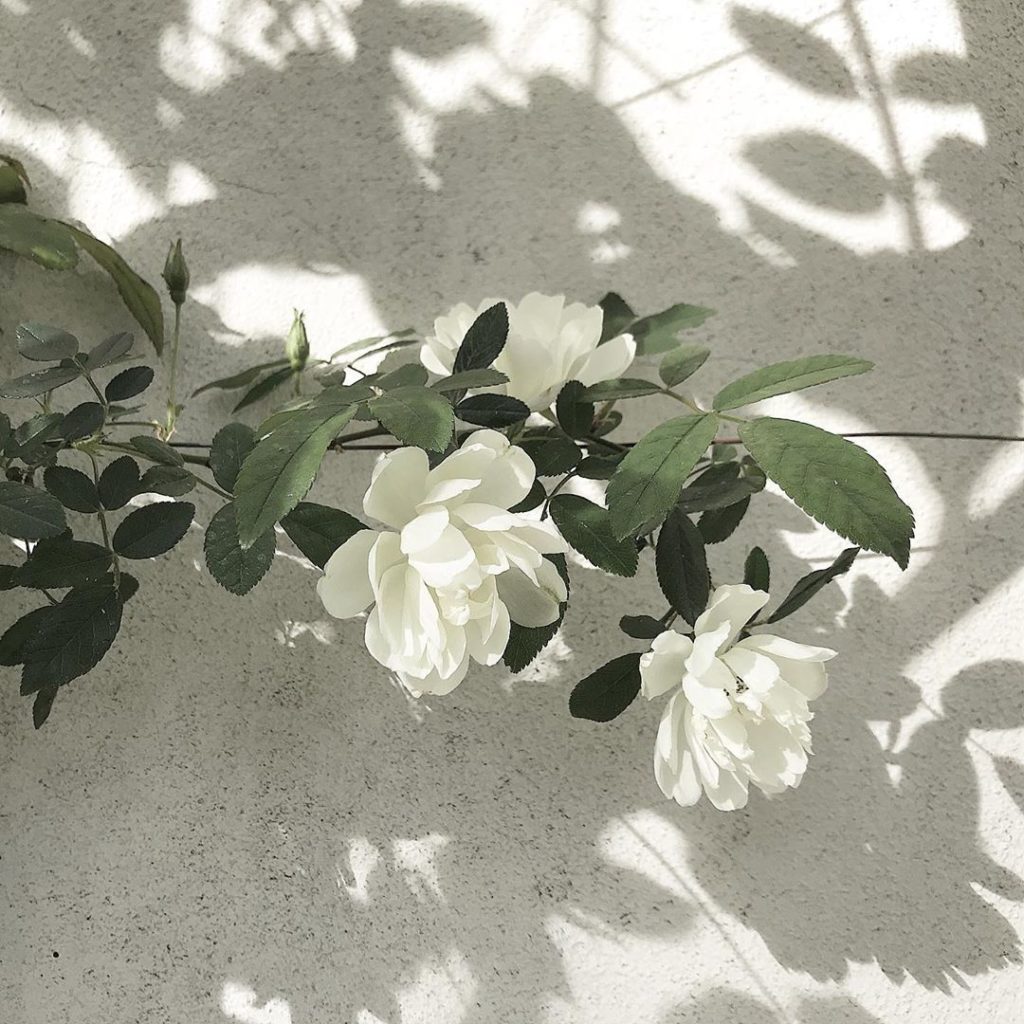 sheilajacklandscapes: First of the roses… #appreciatethelittlethings #ramblingrose #inmygarden #sta… First of the roses... #appreciatethelittlethings #ramblingrose #inmygarden #sta...