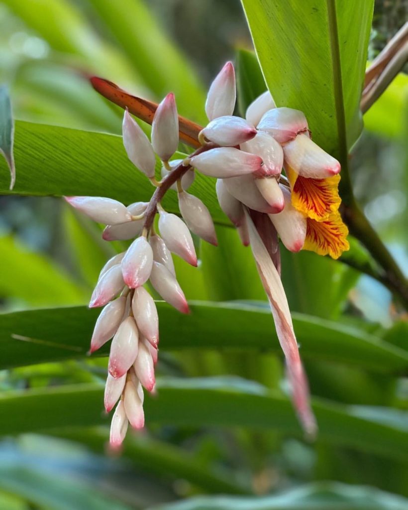 We love to see what’s blooming where you are. Here’s beautiful blooms from India...