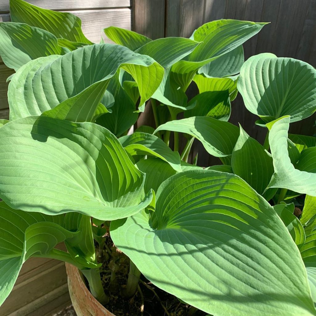 Plants lurking in corners of the garden from #rhschelsea show gardens past. The ...
