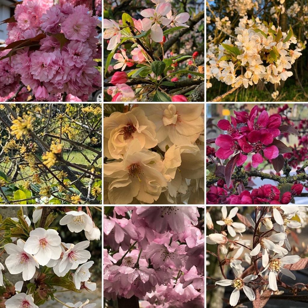 Just a bit of blossom. Catch it on the trees before the wind uses it as natures ...