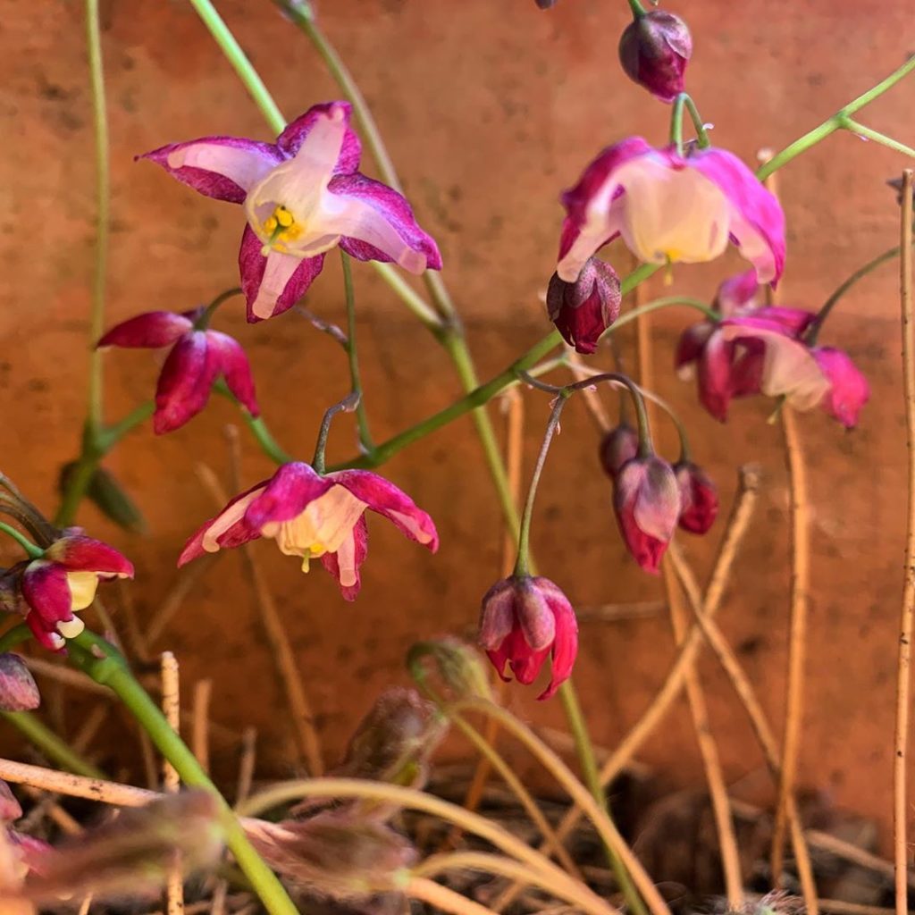 They might look tiny (& indeed the flowers are) but Epimedium are seriously toug...