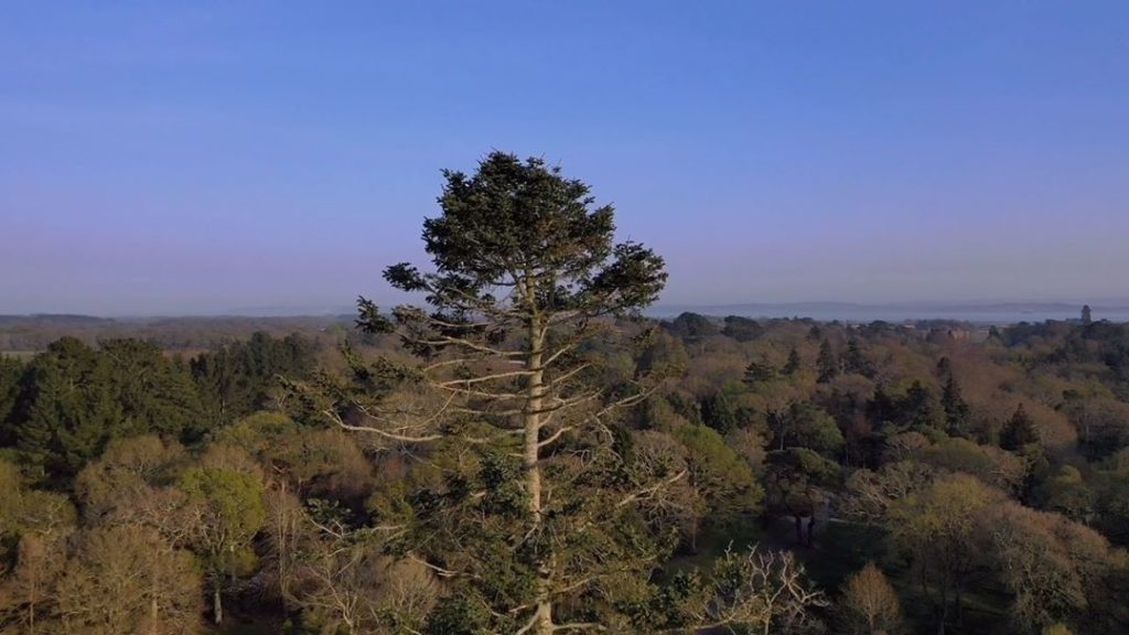 Up : up : up : 130ft of Abies grandis - the tallest #tree @exburygardens : a fas...